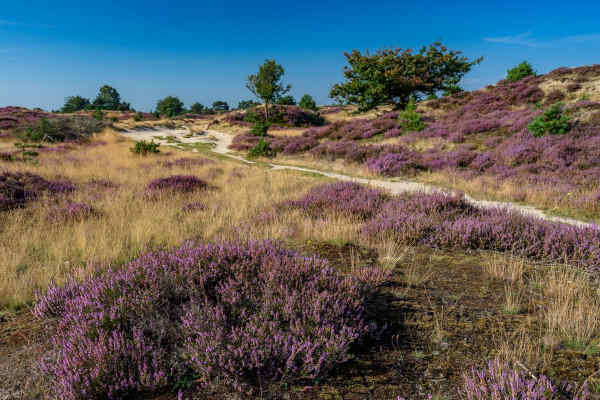 Park Narodowy Drents-Friese Wold, fot. Shutterstock, Inc. / zdjęcie ilustracyjne